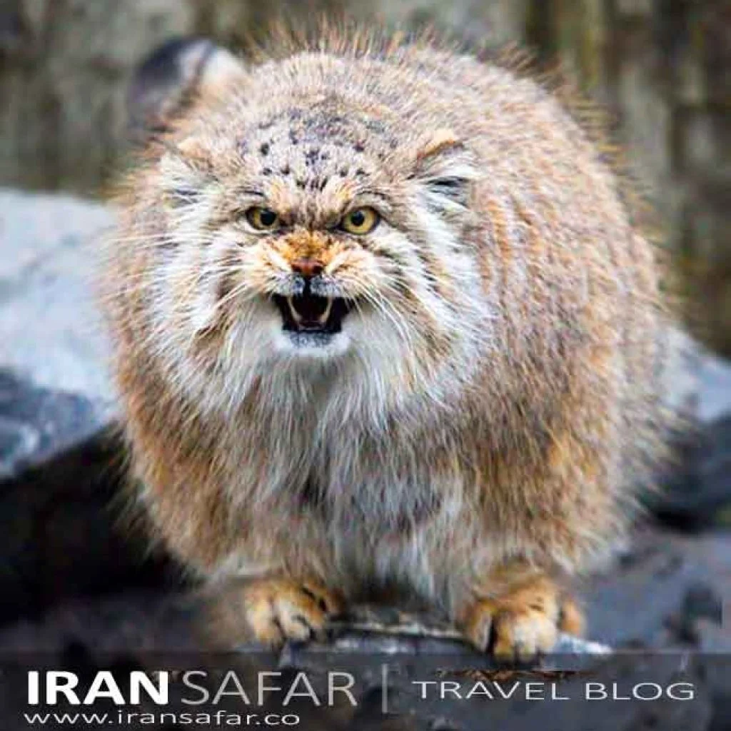Pallas Cat, Iran
