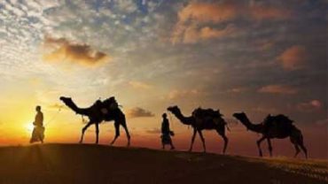 Camels on Silk Road